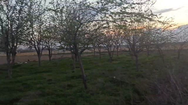 ШОШИЛИНЧ: 2-3-АПРЕЛ ОБ-ХАВО КЕСКИН ЎЗГАРАДИ ХАЛҚ ОГОХ БЎЛИНГ смотреть онлайн