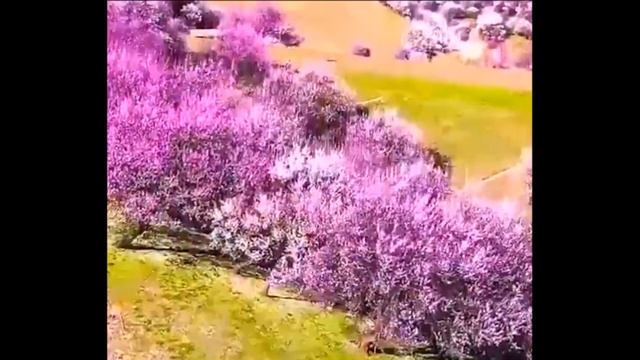 Аномальная жара в Китае, Азия 2021 Катаклизмы  изменение климата  боль земли