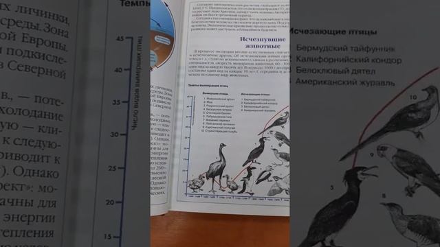 КТО- КТО В ЭТОЙ КНИГЕ ЖИВЕТ?Обзор книги "Животные России. Красная книга"