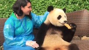 I hugged a panda in Chengdu, China!