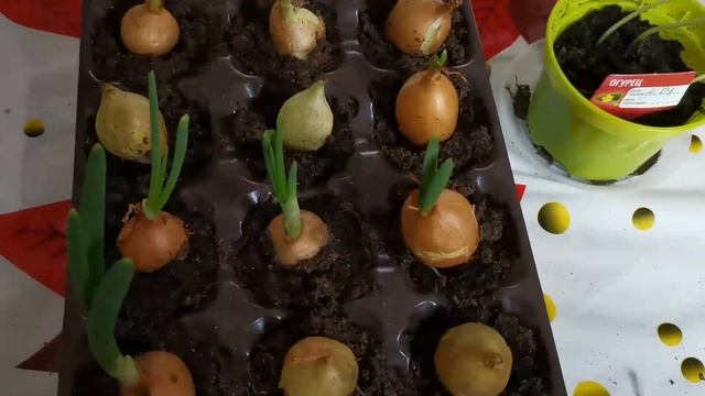 Огород на подоконнике часть 4