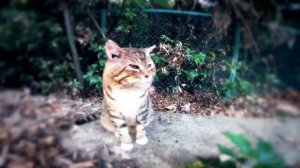 Кот носок Эдит