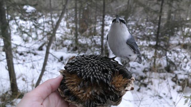 Птицы и подсолнух/Birds and sunflower смотреть онлайн