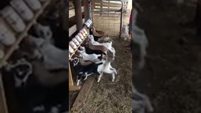 Кормление козлят смотреть онлайн