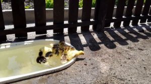 В каком Возрасте Утят Выпускать на Воду. Индоутка _ Бассейн для уток.