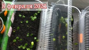 Сортовая хоста из семян. ЭКСПЕРИМЕНТ! Сеем 12 сортов.  Первые всходы