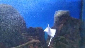 Черноморский скат или Морская лис