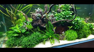 Буцефаландры Маши Блюм. Растения с Птички. Живой мотыль через 3 недели