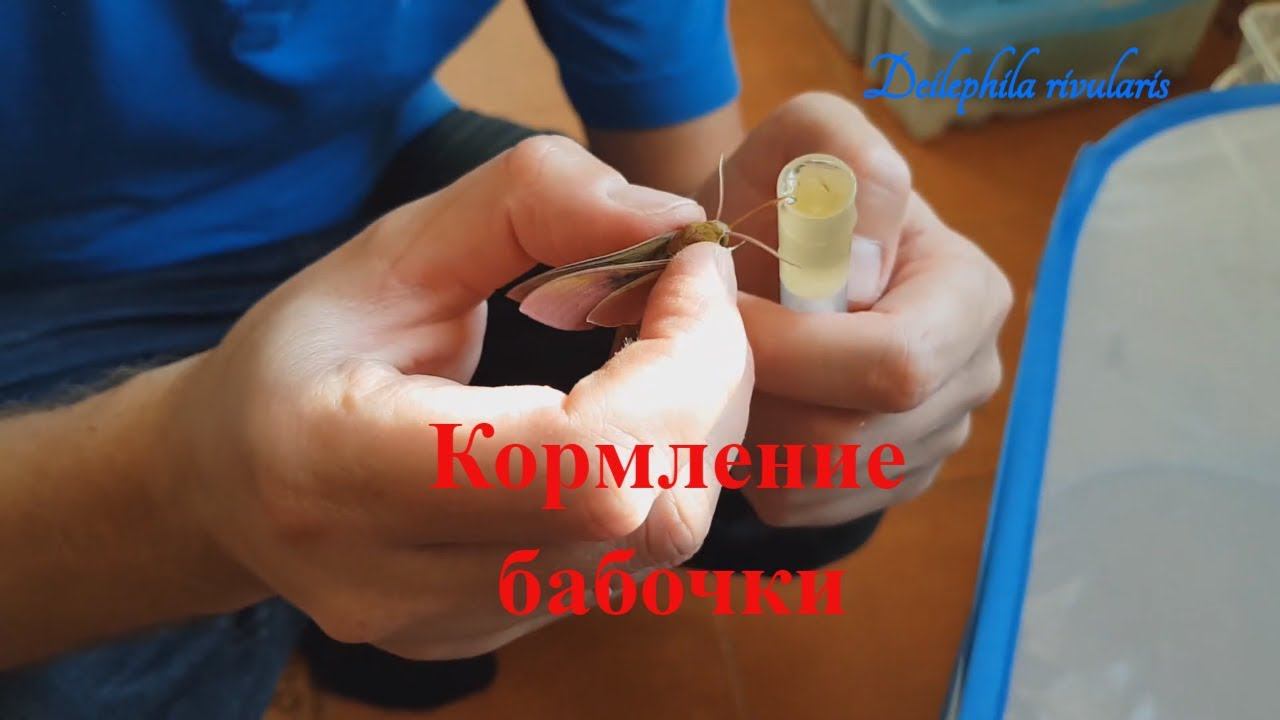 Кормление бабочки бражника Deilephila rivularis. "Бабочка колибри" - бражник