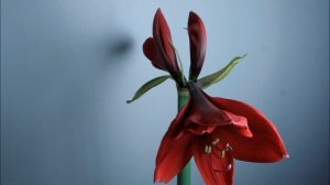 Amaryllis Time Lapse-