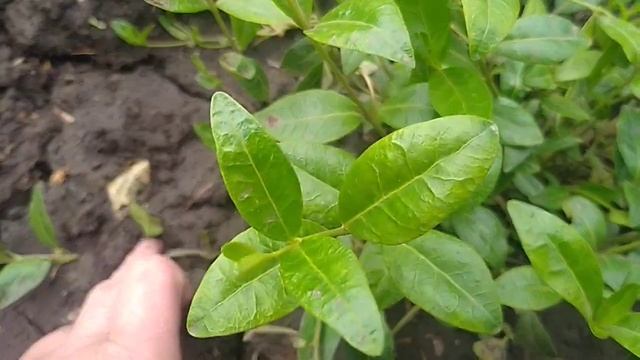 Быстро растущие красивые почвопокровные. смотреть онлайн