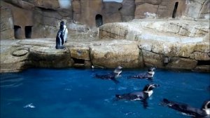 Cyprus Protaras oceanarium ocean aquarium Океанариум на Кипре в Протарасе