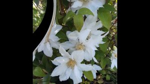 Clematis Fuju-No-Tabi (Клематис Фуджи Но Таби)