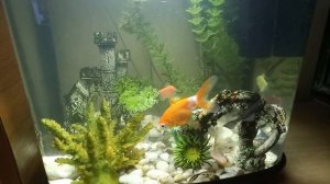 Золотые рыбки, тернеции