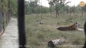 Тигриное детство в Тайгане - Фрося и малыши. Тигры. Tigress Frosya and cubs. Taigan.