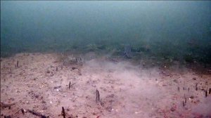 Подводная видеокамера для рыбалки focus fish. Щука разогнала всех окуней.