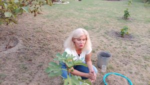 Инжир Как вырастить инжир