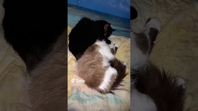 Котик-папаша вылизывает котика-сыночка.