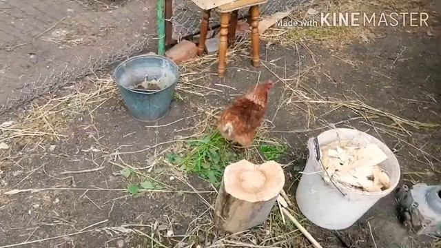 КЛИП - ЭТО ЕЛЕНААААА || Курочка Чикуля Елена ПОЁТ!