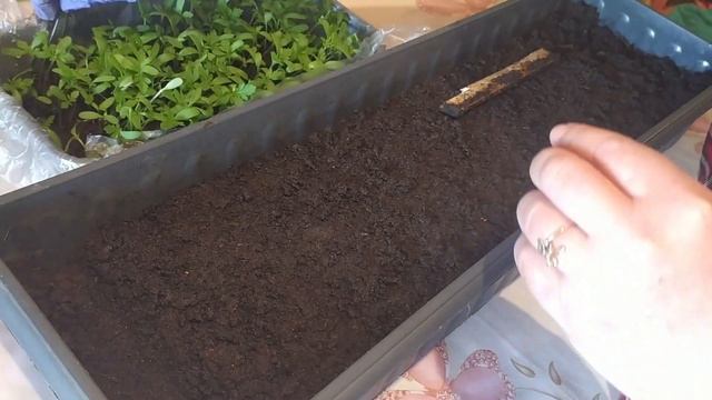 Бархатцы - выращивание рассады, пикировка. смотреть онлайн