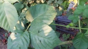 Ежевика Честер. Сорт на удаление