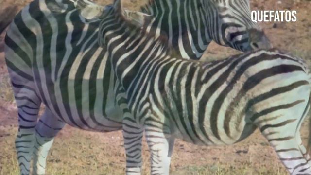 INACREDITÁVEL OS LEÕES FIZERAM ISSO COM A ZEBRA-mundo animal selvagem. смотреть онлайн