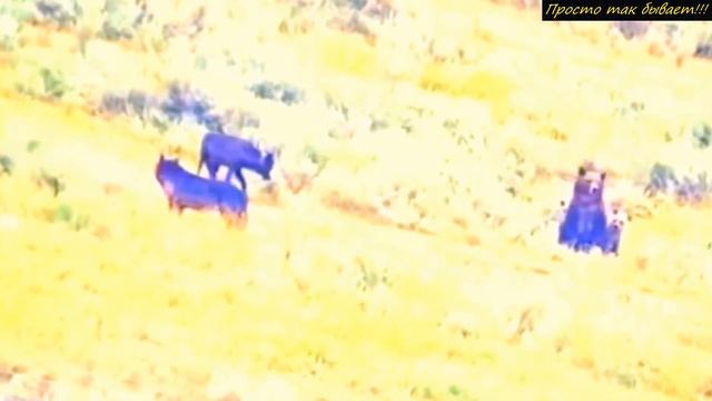 ВОЛКИ окружили МЕДВЕДИЦУ с медвежатами! Снимавший противостояние понял, что это Конец! смотреть онлайн