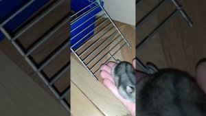 Хомо влог: хомяк сбежал/прогулка хомячка