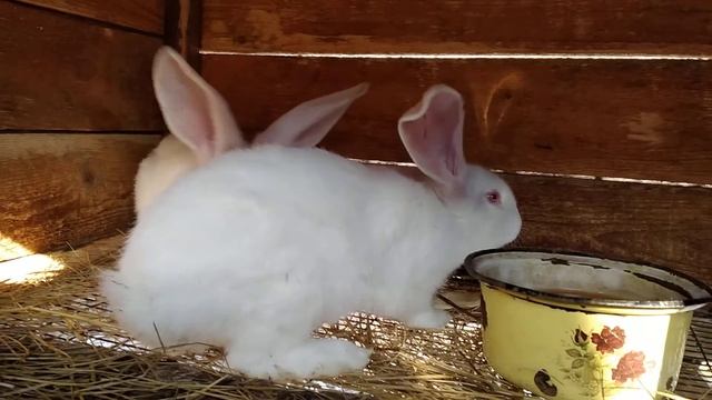 Обзор крольчатника Немецких ризенов смотреть онлайн