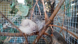 Зебровые амадины кормят птенцов