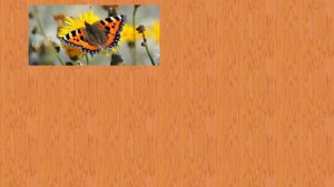 Карточки Домана Часть 5 Насекомие!