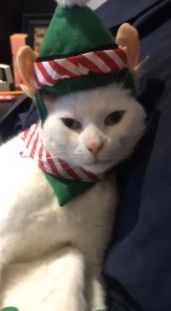 Кот в рождественском костюме