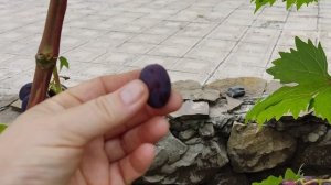 Кишмиш Брависсимо в Воронеже.