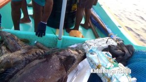 BIGGEST Goliath Grouper fish ever caught!!
