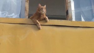Милый рыжий кот мяукает на балконе.
