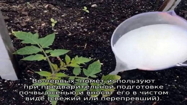 Чем подкормить помидоры после высадки в теплицу