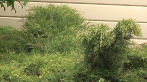 Дачный участок. Планировка вытянутой территории