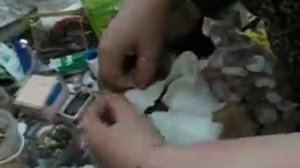 Одеваем памперс на собаку