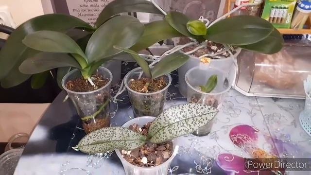 Орхидеи без Субстрата/Орхидеи морские камни