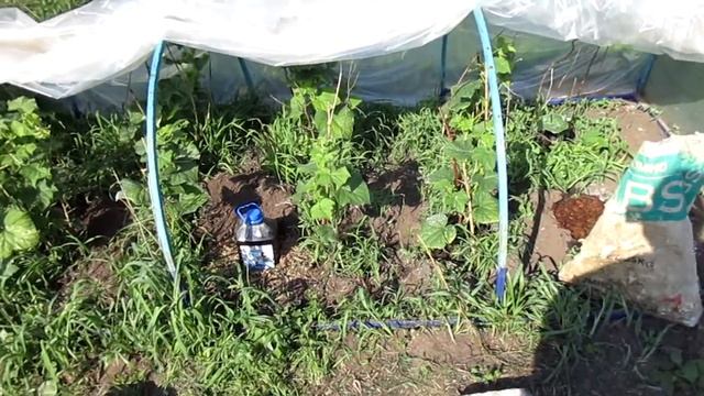 Как работает Капельный полив из 5 литровой бутылки. смотреть онлайн