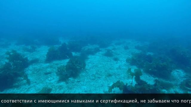 Особенности Заполярного дайвинга! Дайвинг в Титовке Баренцево море смотреть онлайн