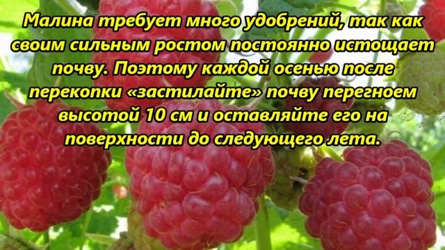 Как добиться крупной малины смотреть онлайн
