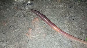 Кольчатые черви. Дождевые черви. Ночная жизнь...