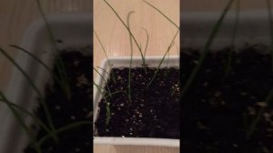DIY:КАК ВЫРАСТИТЬ ЛУК.СЕМЕНА КРЫМСКОГО ЛУКА ВЗОШЛИ