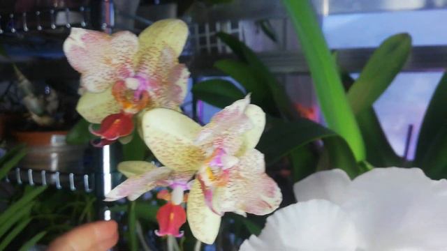 ФАЛЕНОПСИС Бабочка Майя🐝      ✔️ Домашнее цветение🌸