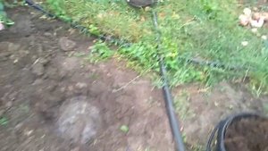 Пересадка Корнесобственной розы. Как выросла корневая система.