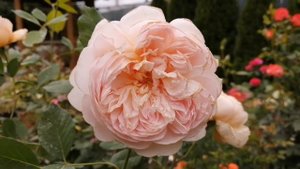 Осенне-летний роман??... 7 сентября 2022