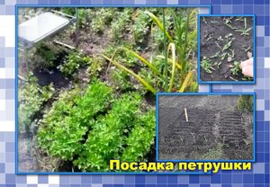 ✅? Посадка петрушки в открытый грунт до сбора урожая