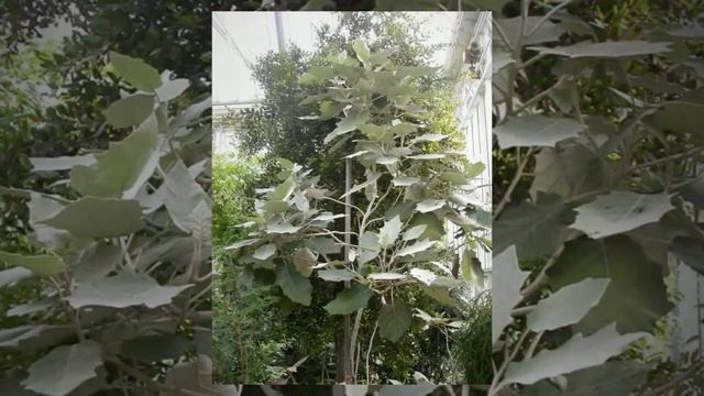 Брахиглотис широковыемчатый (Brachyglottis Repanda)