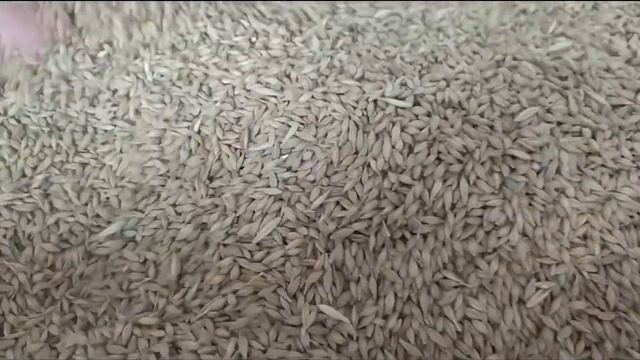 Очистка ячменя на ОВС-25 (очиститель вороха семян) смотреть онлайн